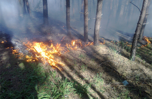 На Полтавщині розпочалися лісові пожежі