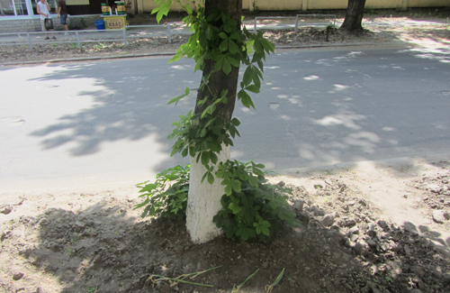 Побілене дерево в Полтаві