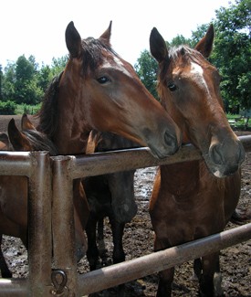 Племінні коні «Дібрівського кінного заводу»