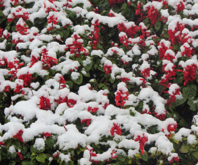 Сніг на свіжих квітах