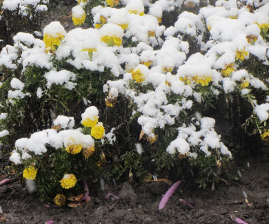 Сніг на свіжих квітах