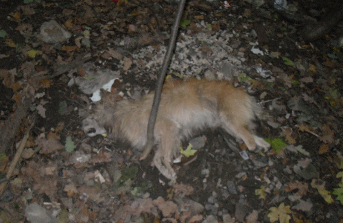Мертвая собака возле Горбаневке