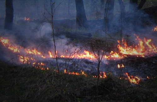 Пожар в лесу: сначала загорается сухая трава