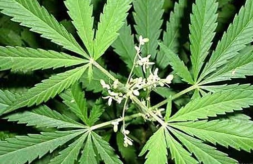 Наркотики мак конопля медицинский рецепт на марихуану