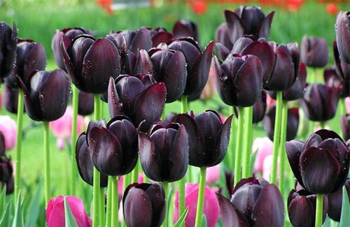 День Европы, рождение черного тюльпана и... праздник дезертиров / Полтавщина