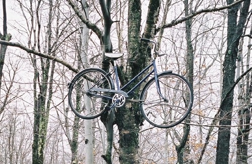 Велосипеди на деревах — не рідкість