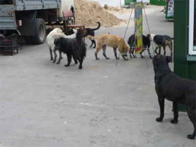 собаки на базарі