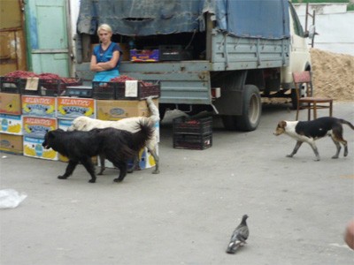 собаки на базарі