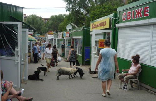 Зграя бродячих собак на територіі продуктового ринку 
