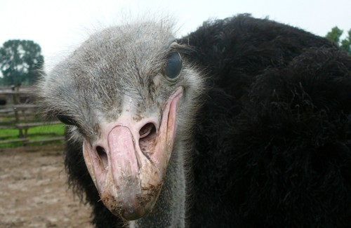 Як виростити прибуткового страуса на Полтавщині?