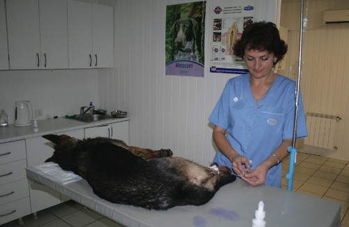 «VetМир» — ветеринарная клиника в Полтаве