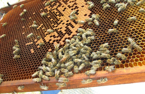 Бджоли з маткою