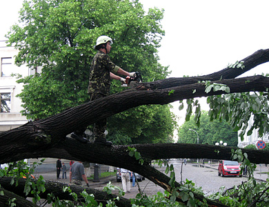 В Полтаве упавшее дерево нанесло ущерб городской казне