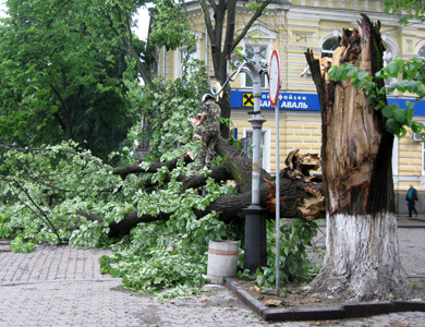 В Полтаве упавшее дерево нанесло ущерб городской казне