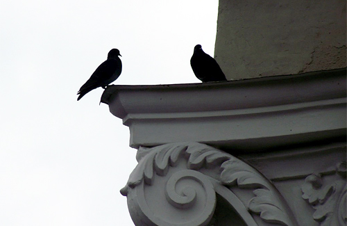 Птахів від театру Гоголя в Полтаві відганятимуть по-європейськи