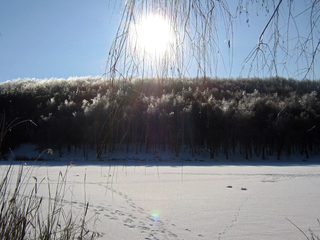 Крони дерев над замерзлим ставком сяють у промінні сонця