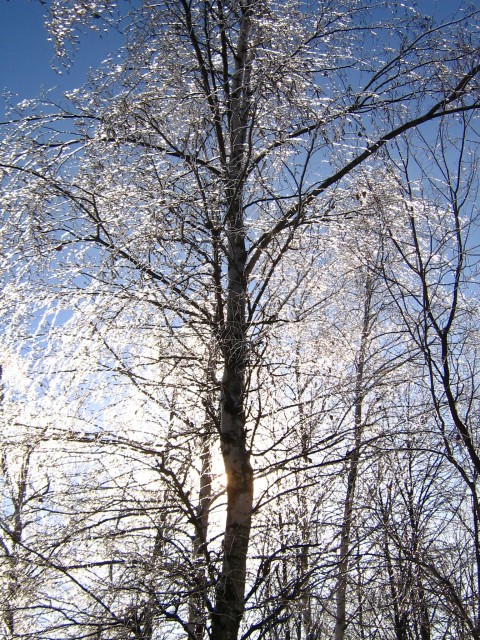 Дерево, вкрите льодовою глазур'ю