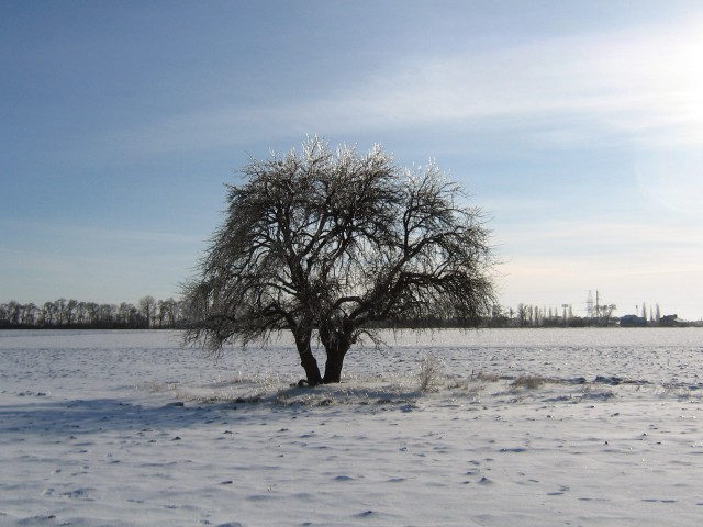 Льодове дерево посеред Дослідного поля