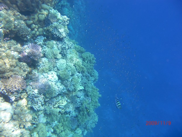 Стена кораллового рифа