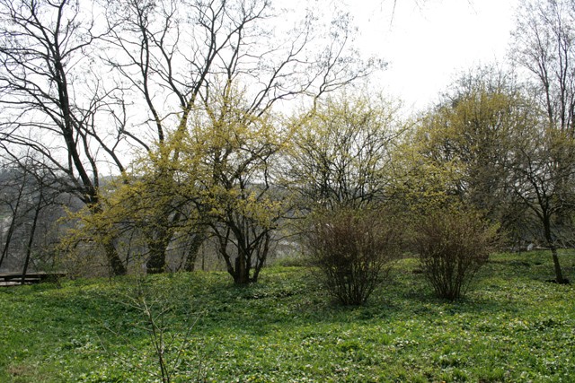 Короленківський сад