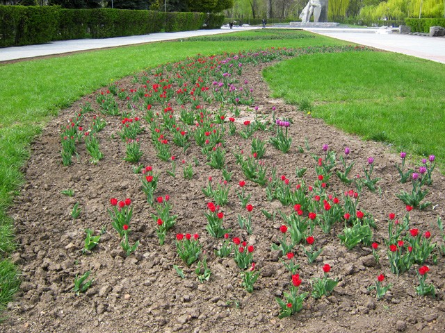 Свежие тюльпаны возле Мемориала Солдатской Славы в Полтаве
