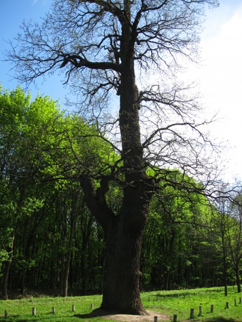 Кочубеевские 800-т летние дубы