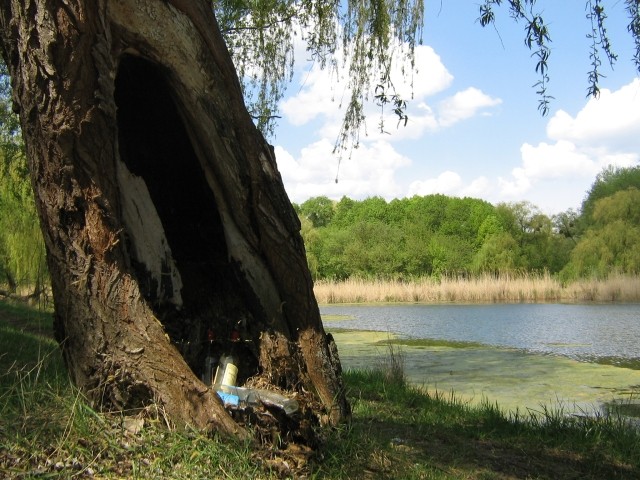 Старое дерево на берегу озера отдыхающие приспособили как мини-бар