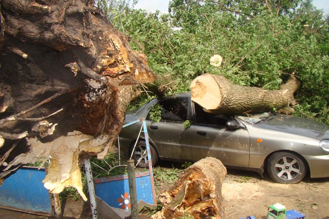 Під час буревію на машину впало дерево
