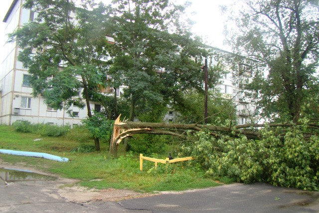 Буревій у Нових Санжарах повалив чимало дерев