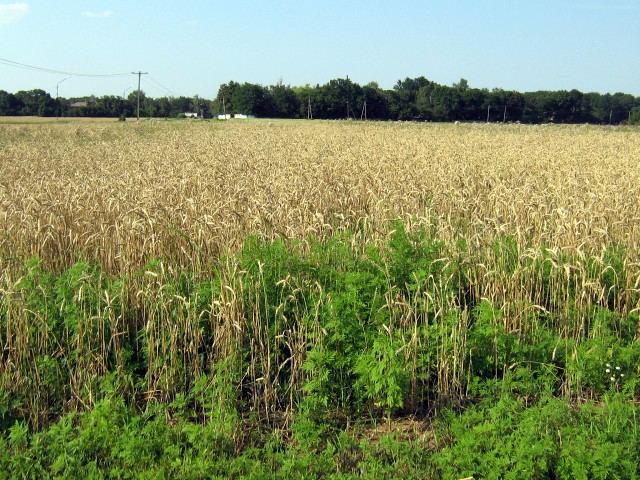 Свое наступление амброзия начинает с обочин дорог, постепенно все глубже и глубже проникая в посевы пшеницы