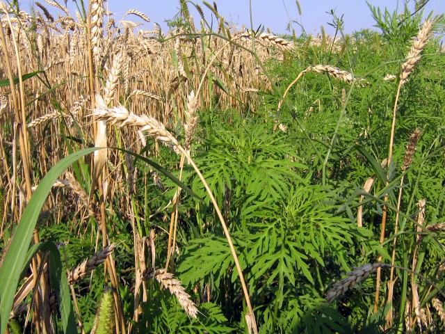 Амброзия против пшеницы