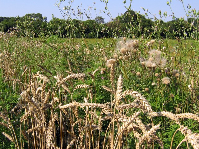 Колосья пшеницы на фоне амброзии и прочих сорняков