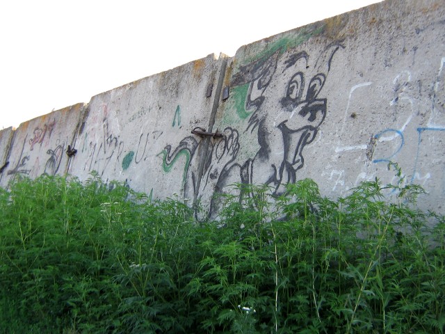 Амброзия на фоне граффити. За забором — Институт связи