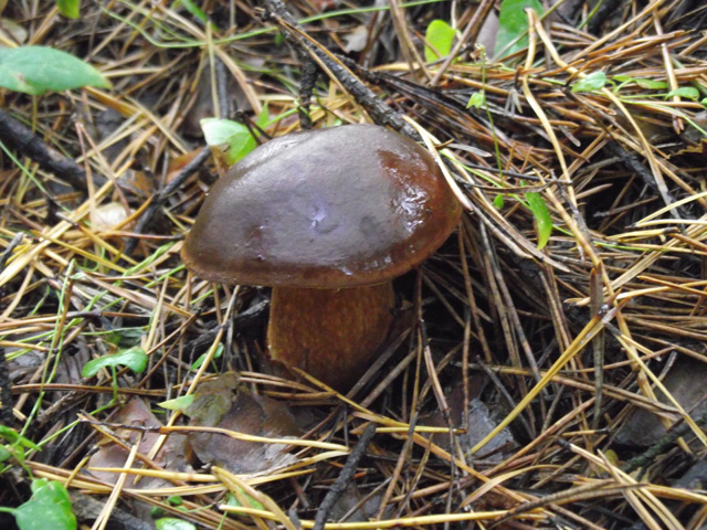 Польский гриб, съедобен