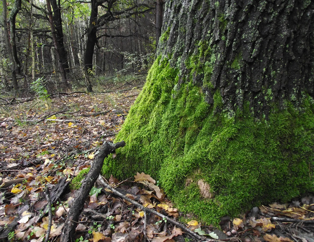 Говорят, что мох в лесу растет на северной стороне дерева