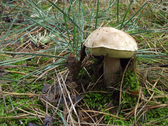 Белый гриб - самый ценный и вкусный