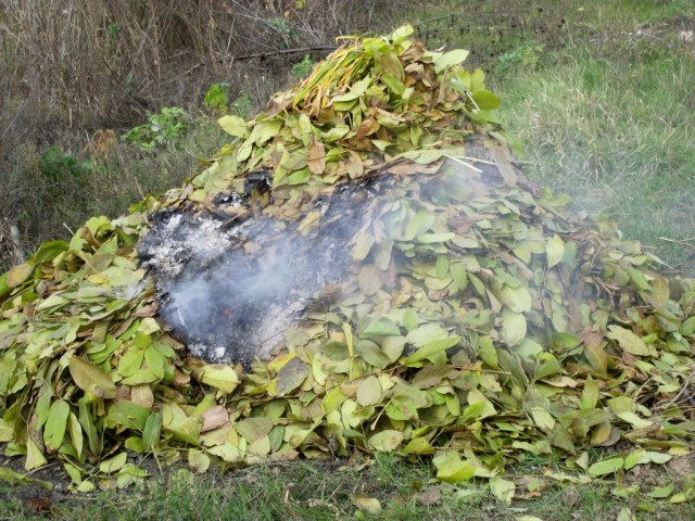 В Полтаве повсюду сжигают опавшие листья