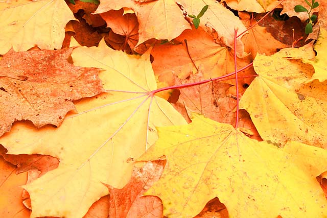Золотая осень в Полтаве