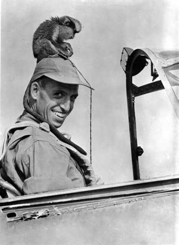 Американский летчик лейтенант  Маршалл Карни  с талисманом эскадрильи — обезьяной Жозефиной в кабине истребителя