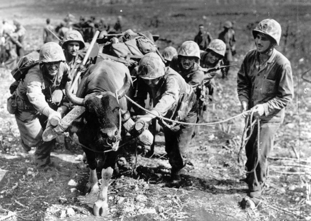 Остров Сайпан. Пехота и буйволы. 1944 г.