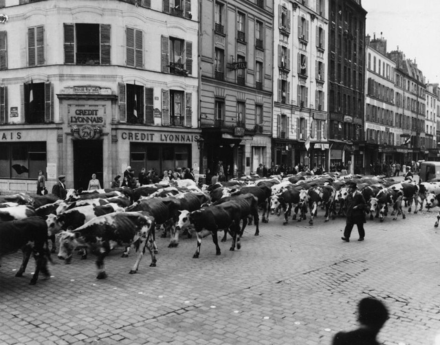 Эвакуация коров. Париж, 1940 г.