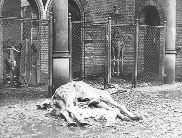Погибший жираф в Берлинском зоопарке