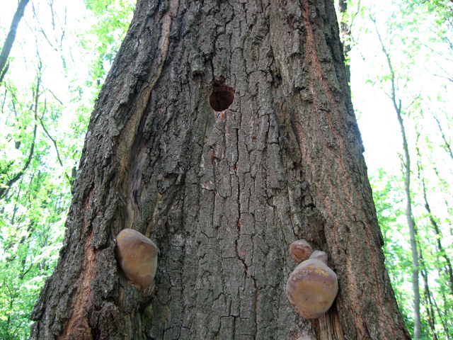 У цьому дереві Гришкиного лісу живе дятел, а його стовбур руйнує гриб-трутовик