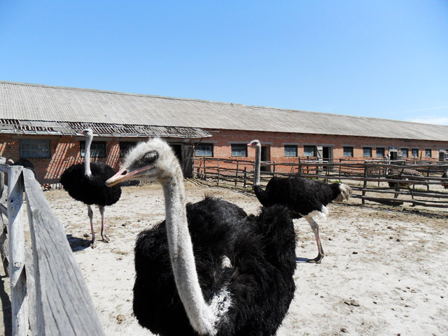 Черный африканский страус в Новосанжарском районе