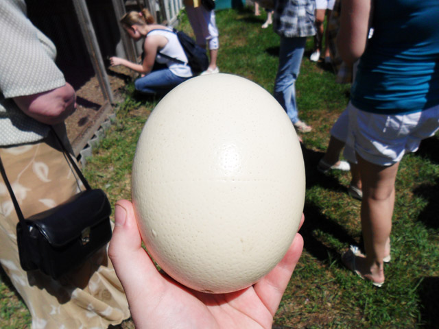 Из страусиного яйца получается огромная яичница