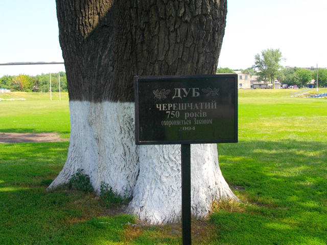 750-річний дуб
