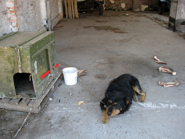 Лазертаг в Полтаве носит благотворительный характер — организаторы хотят помочь животным...