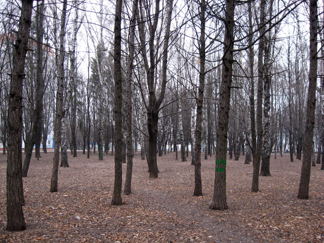 В этом месте парка деревьев много