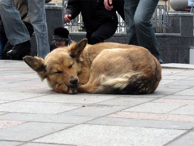 Бездомных животных от туристов вряд ли скроешь... Но можно рассказать иностранцам о стерилизации котов и собак