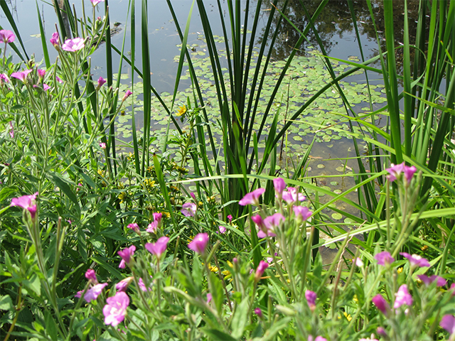 Полевые цветы на фоне водной флоры